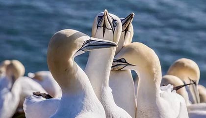 开云真人体育娱乐-马刺后场双枪组合初见锋芒，马刺双雄