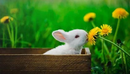 开云真人体育娱乐-马刺后场双枪组合初见锋芒，马刺双雄